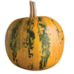 Special Pumpkins