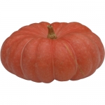 Rouge vif d Etampes BIO