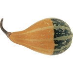 Ornamental Gourds single