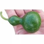 Flaschenkuerbis Mini mini