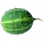 Ornemental Cucumber