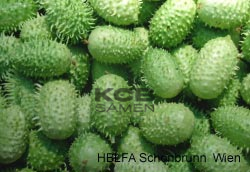 Antillengurken do norte