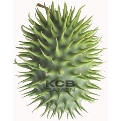 Antillengurken langhaarig c  hirsutus