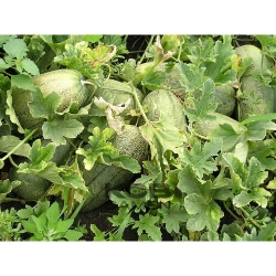 Ao-Oo-Naga-Shima-Uri