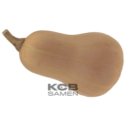 Butternut Ponca