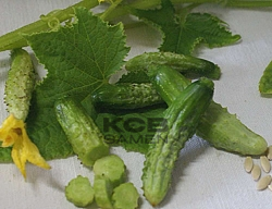 Cornichon Fin de Meaux