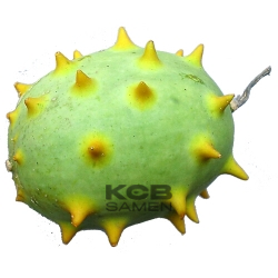 Cucumis carolinus  Soudan 