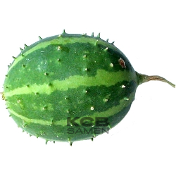 Cucumis prophetarum canoxii