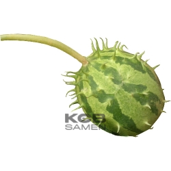Cucumis zambianus
