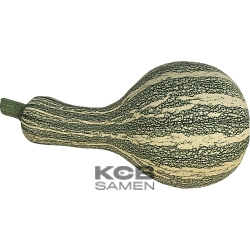 Cushaw Green Striped
