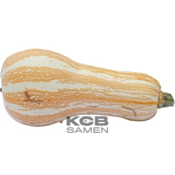 Cushaw Orange Striped