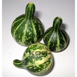 Dancing or Spining Gourd