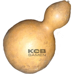 Flaschenkuerbis riesig