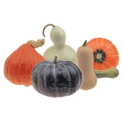 KCB   berraschungst  te