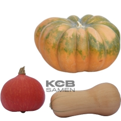 KCB Muscade HokkaidoBnut