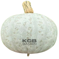 Kabocha Silver F1