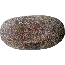 Kaiser Alexander  Kaschmirgurke 