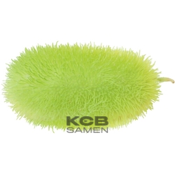 Kardengurke  cucumis dipsaceus 