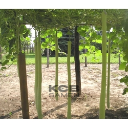 Kikinda Competition Strain