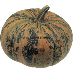 Lady Godiva    lk  rbis 