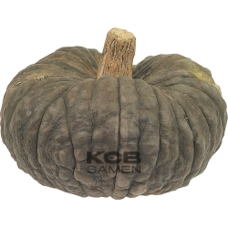 Marina di Chioggia BIO