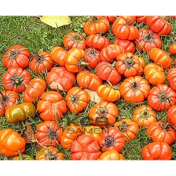 Melany solanum aethiopicum