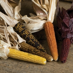 Miniature Colored Popcorn