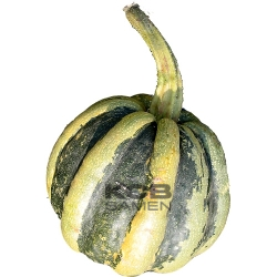 Mongogo du Guatemala