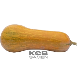 Orange Butternut Sonca