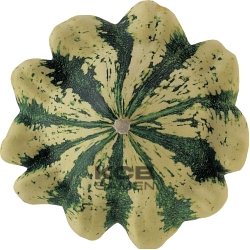 Patisson jaune panache vert BIO