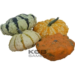 Patisson strie  melange 