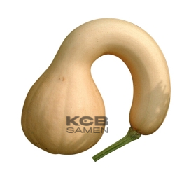 Pennsylvania Dutch Croockneck