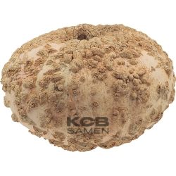 Potiron Galeux d Eysines