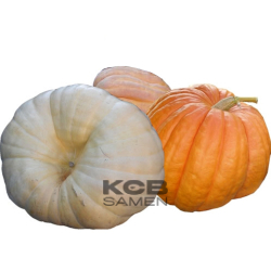 Riesenkuerbisse Rekordkuerbisse