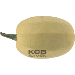 Spaghettikuerbis BIO