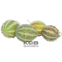 Stachelbeergurke  Cucumis myriocarpus 