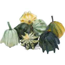 Teufelskrallen shenot