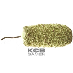 Verruqueuse de Maurice