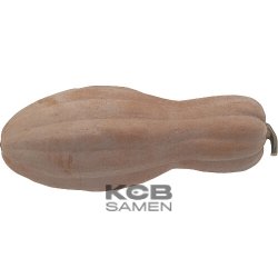 Violina  ital  Butternut 