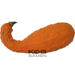 Yellow Crookneck BIO