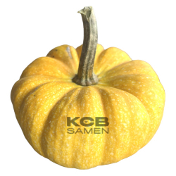 Yellow Jacket F1 PMT